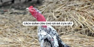 giảm cân cho gà đá cựa sắt