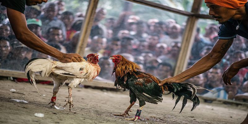 Giới thiệu về đá gà Philippines