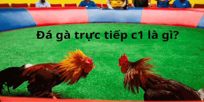 Đôi nét về hình thức đá gà trực tiếp c1