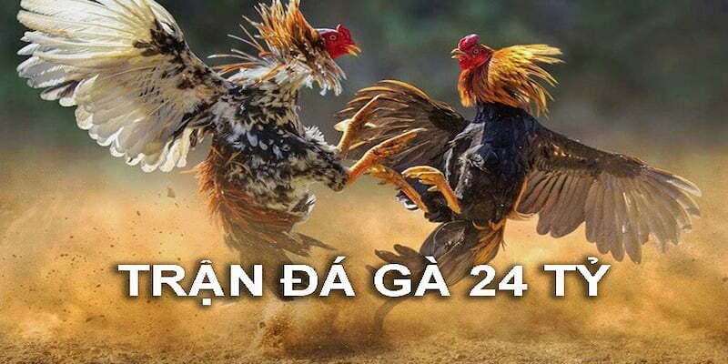 trận đá gà 24 tỷ